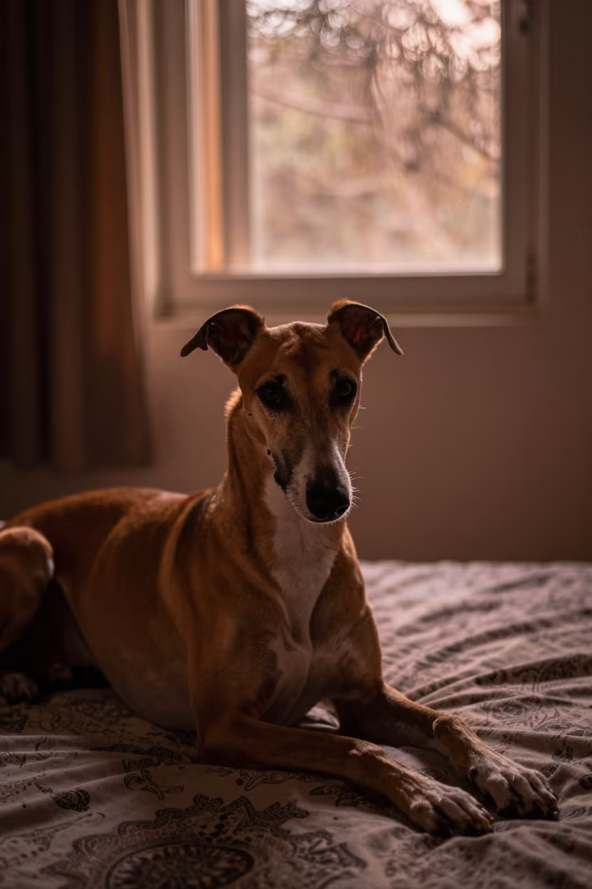Pharaoh Hound Resting on Bedspread in Hyderabad Window Light in on a bedspread near a bright window with calm indoor light near Hyderabad