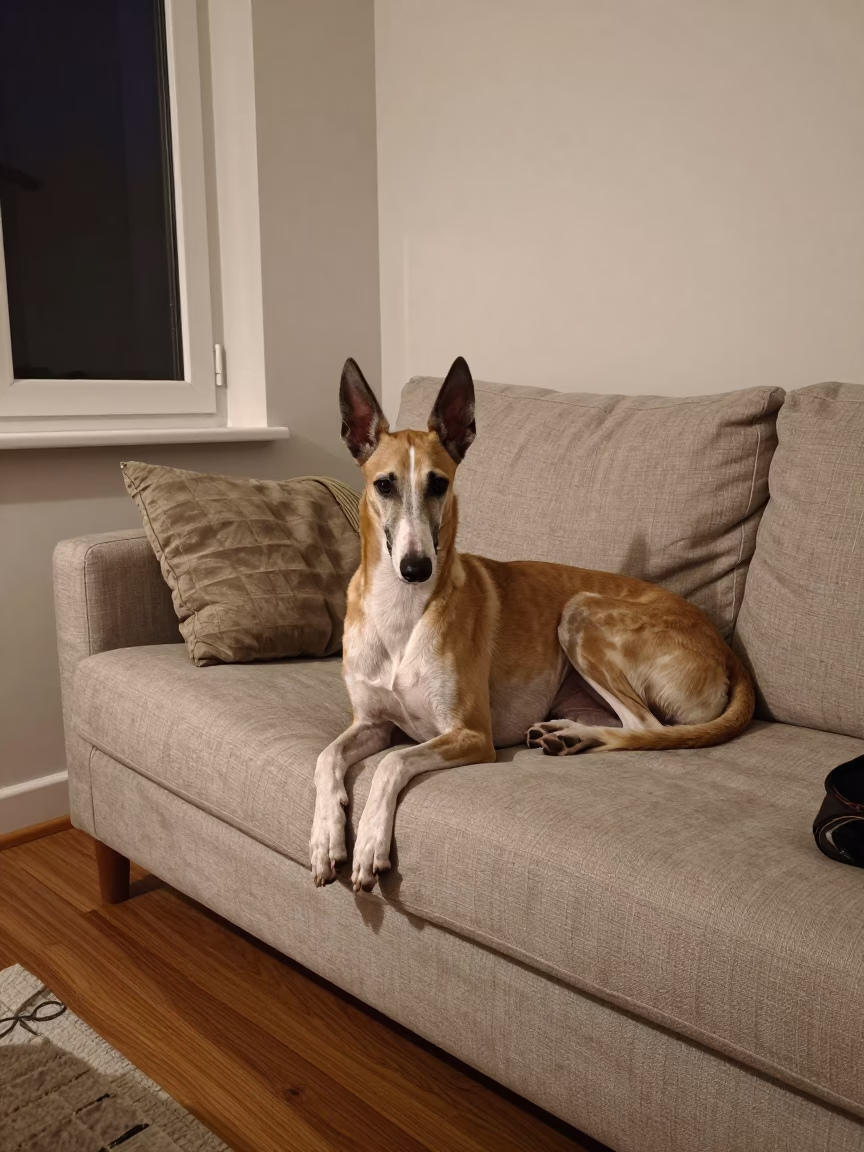 Pharaoh Hound Resting on Linen Sofa in Patras in on a linen sofa with daylight from a nearby window in Patras