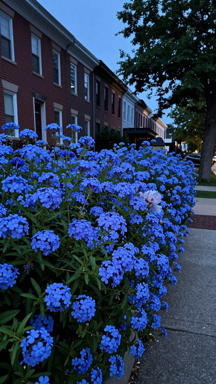 Philadelphia Evening Blue Light Plumbago Hedge Garden of Peonies and Espresso Cup in in Philadelphia, Pennsylvania, United States