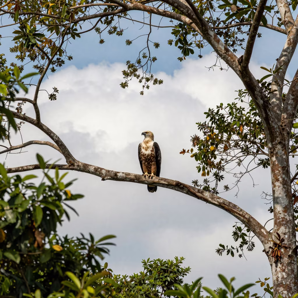 Philippine Eagle Perched on Dipterocarp in Dry Season in near Hpa-An