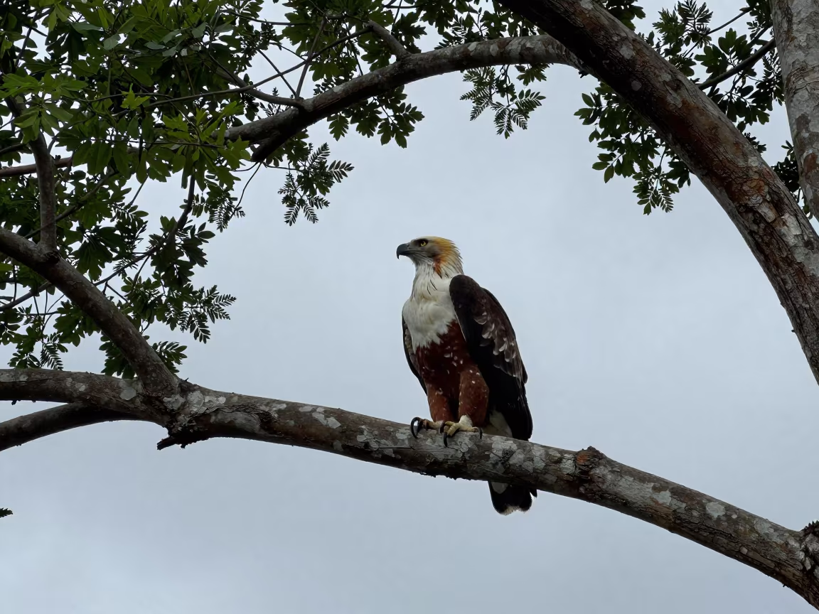 Philippine Eagle on Dipterocarp Branch in near Thies