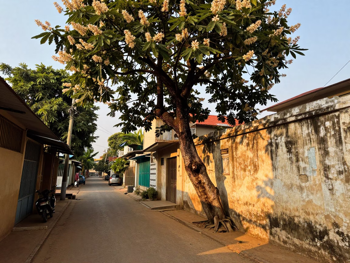 Phnom Penh Chestnut Tree at The Early Afternoon Light in in Phnom Penh, Cambodia