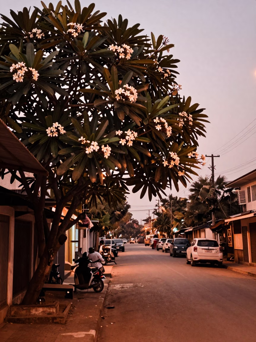 Phnom Penh Dusk Street Scene with Frangipani Tree and Latch in in Phnom Penh, Cambodia