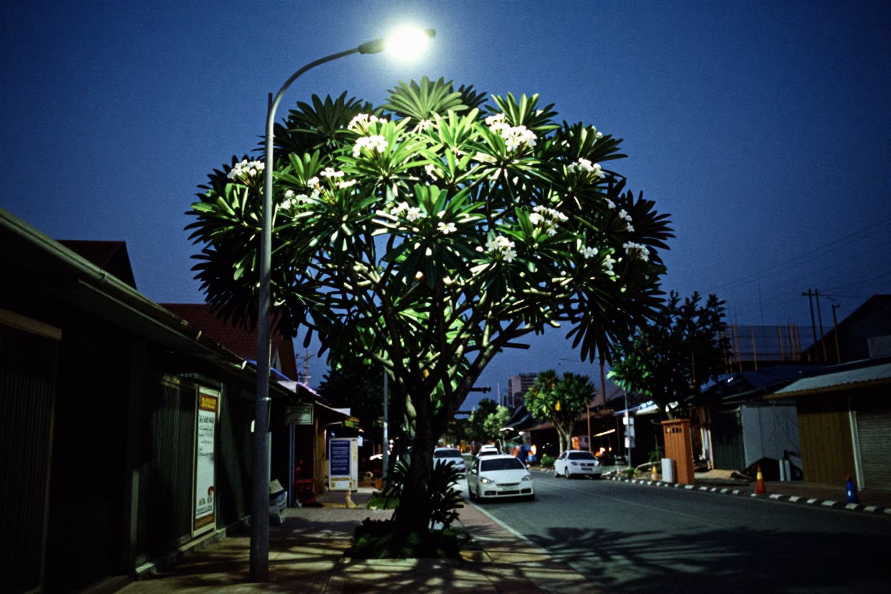 Phuket Thailand Predawn Street Scene with Frangipani Tree and Construction Site in in Phuket, Thailand