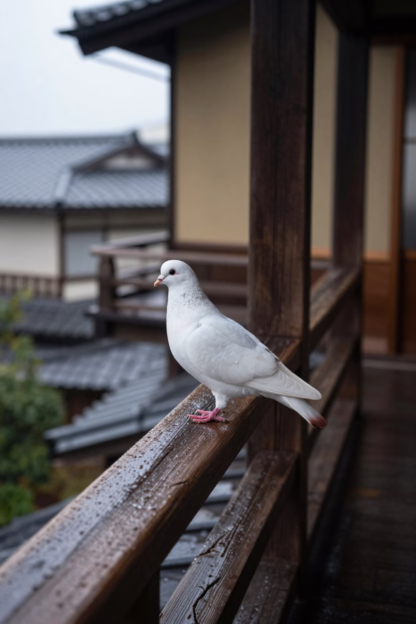 Pigeon at First Light in in Fukuoka, Japan