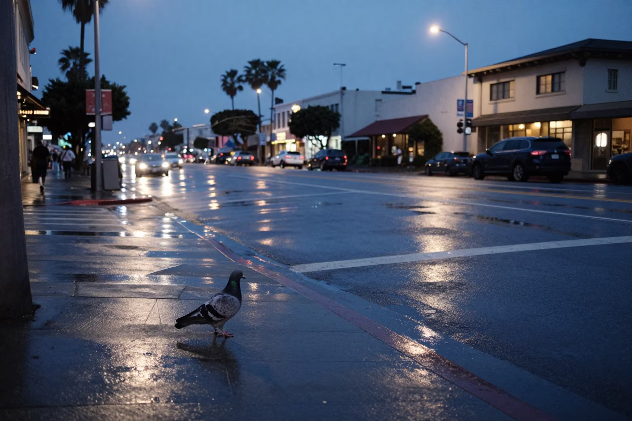Pigeon in San Diego in in San Diego, California, United States