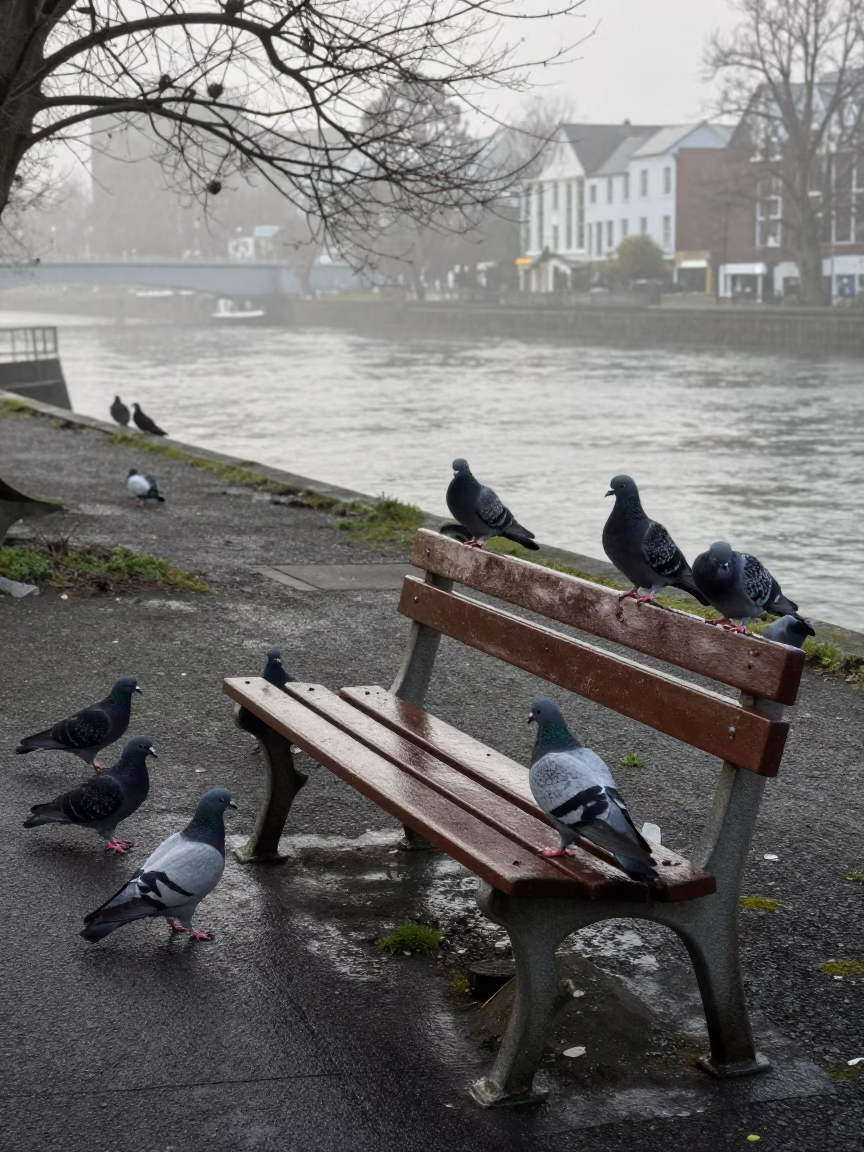 Pigeons Gathering in Christchurch at Dawn Light in in Christchurch, New Zealand