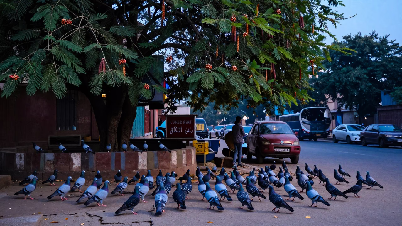 Pigeons Gathering in Delhi at The Last Blue Light Of Evening in in Delhi, India