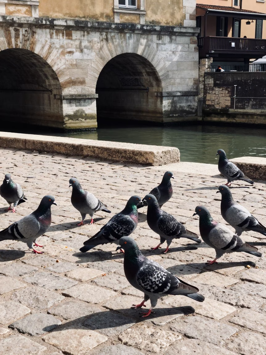 Pigeons gathering on cobblestones near Saone River docks in Lyon France midday in in Lyon, France