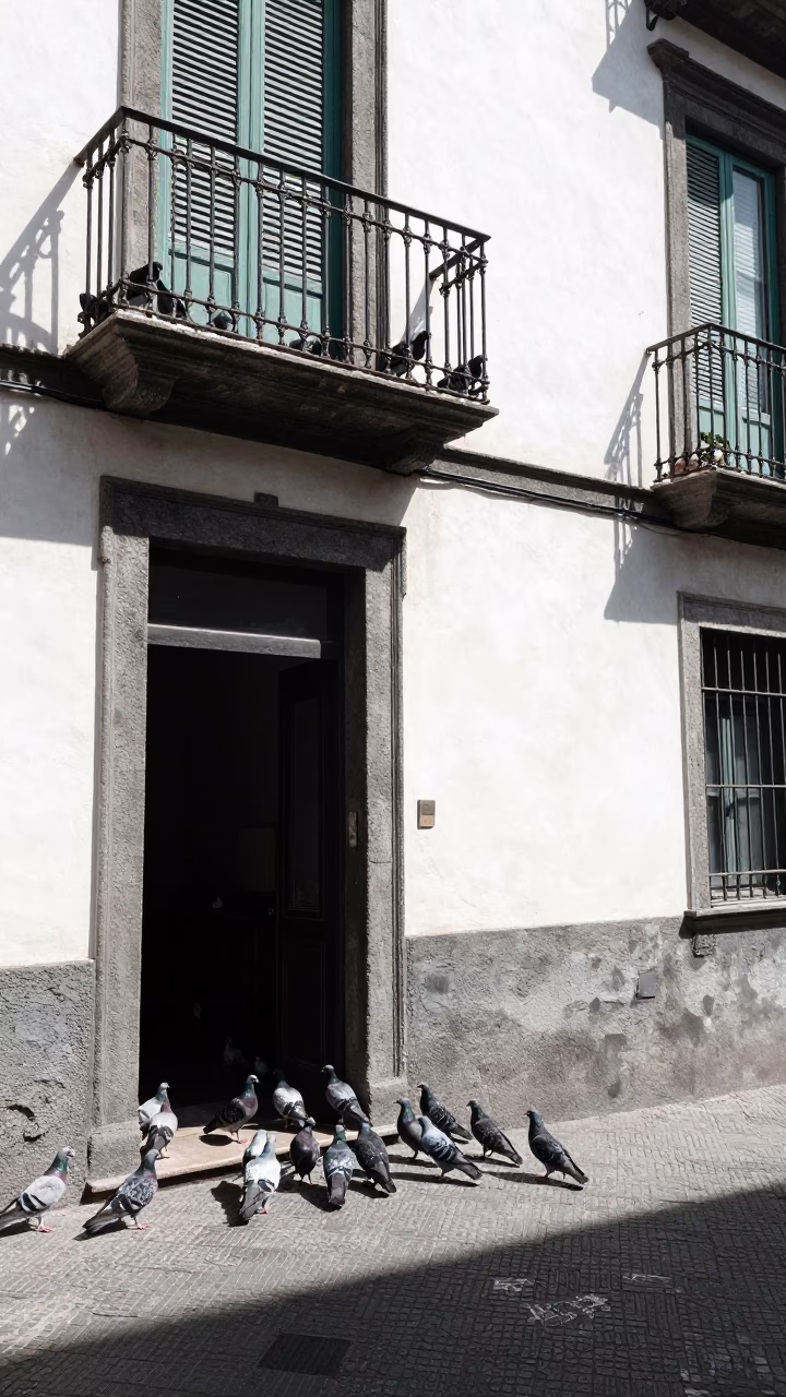 Pigeons in Naples at Flat Noon Light in in Naples, Italy