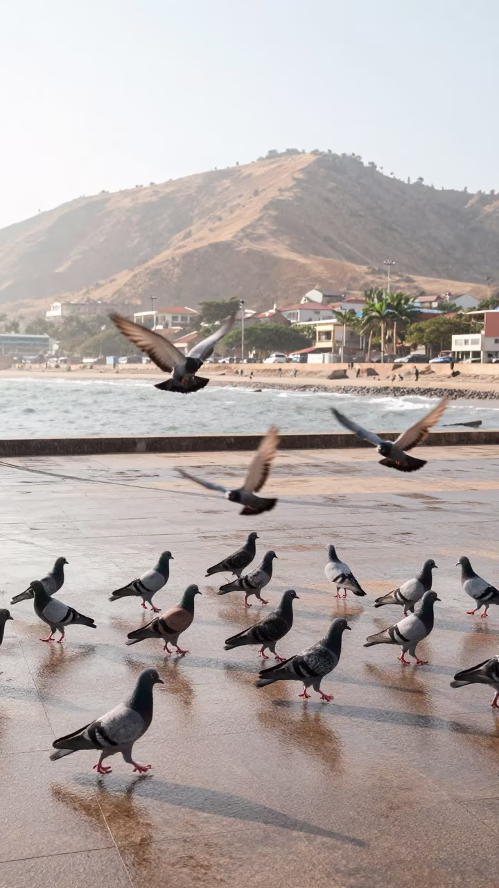 Pigeons Launching from Tidal Square in Drizzle in beside a tidal inlet near Pointe-Noire