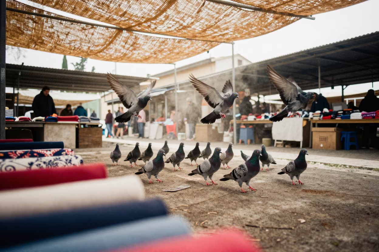 Pigeons Rise Above Woven Shade Screens at Souq Waqif Market in at a textile trader's stall in Murino