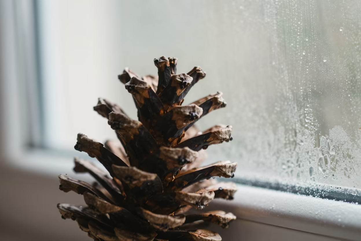 Pine Cone Scales Frost Window Monsoon Light in along a frost-edged windowpane near Durban