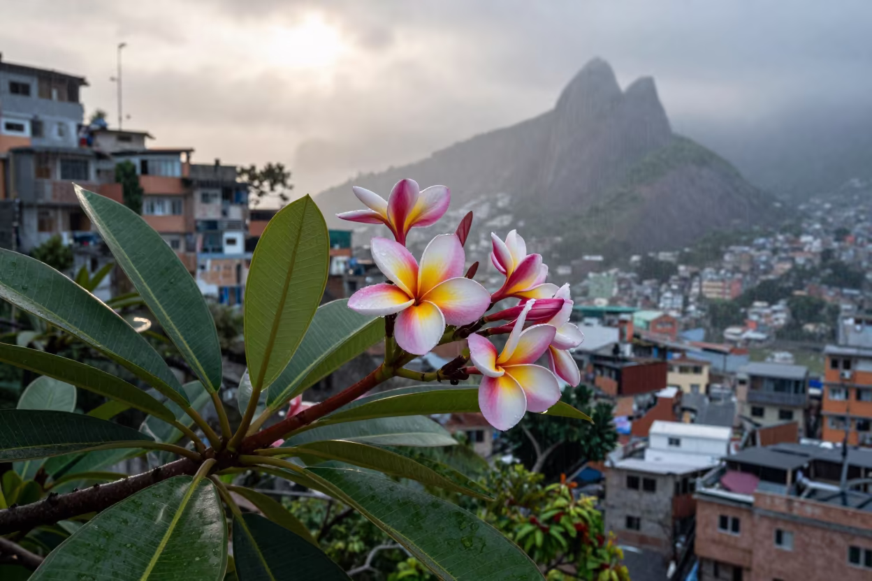 Pink Frangipani Branch in Rio Dawn Light in near Rocinha, Rio de Janeiro