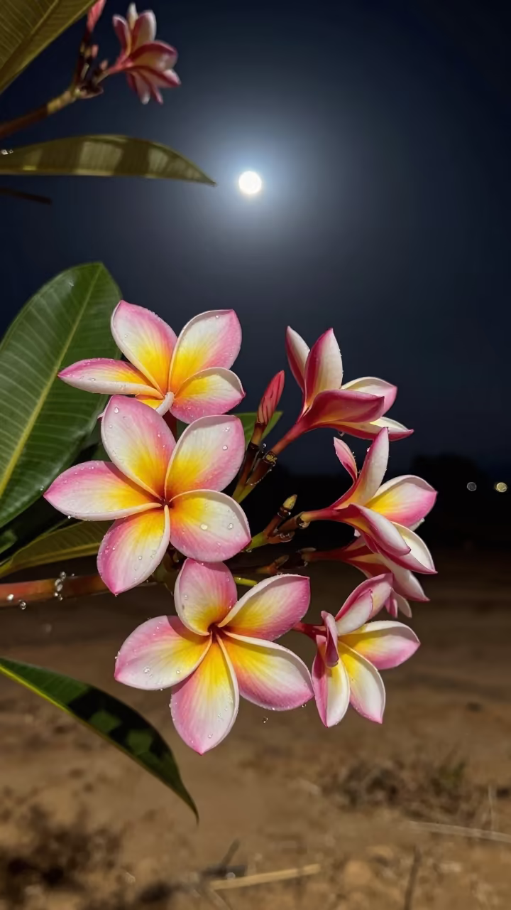 Pink Frangipani in Moonlight Aragon Dry Season in in Aragon