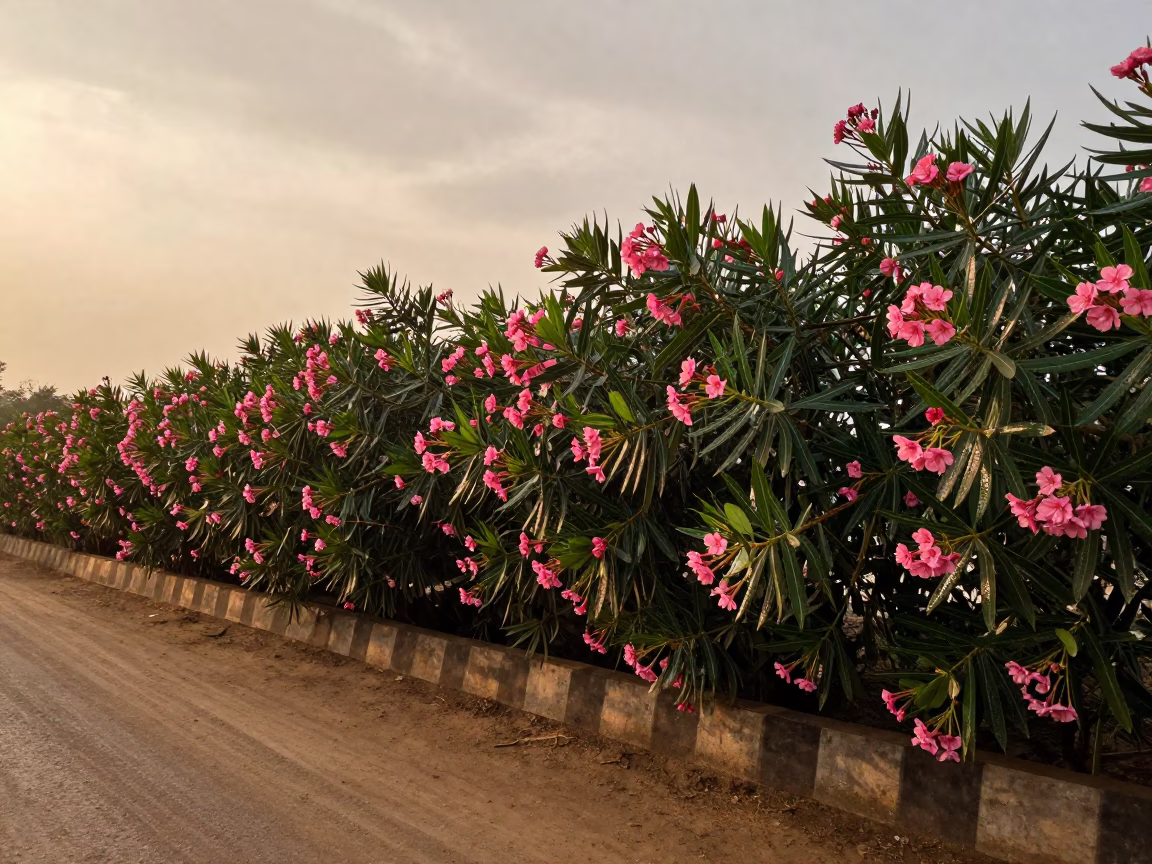 Pink Oleander Hedge in Chhattisgarh Rain in in Chhattisgarh