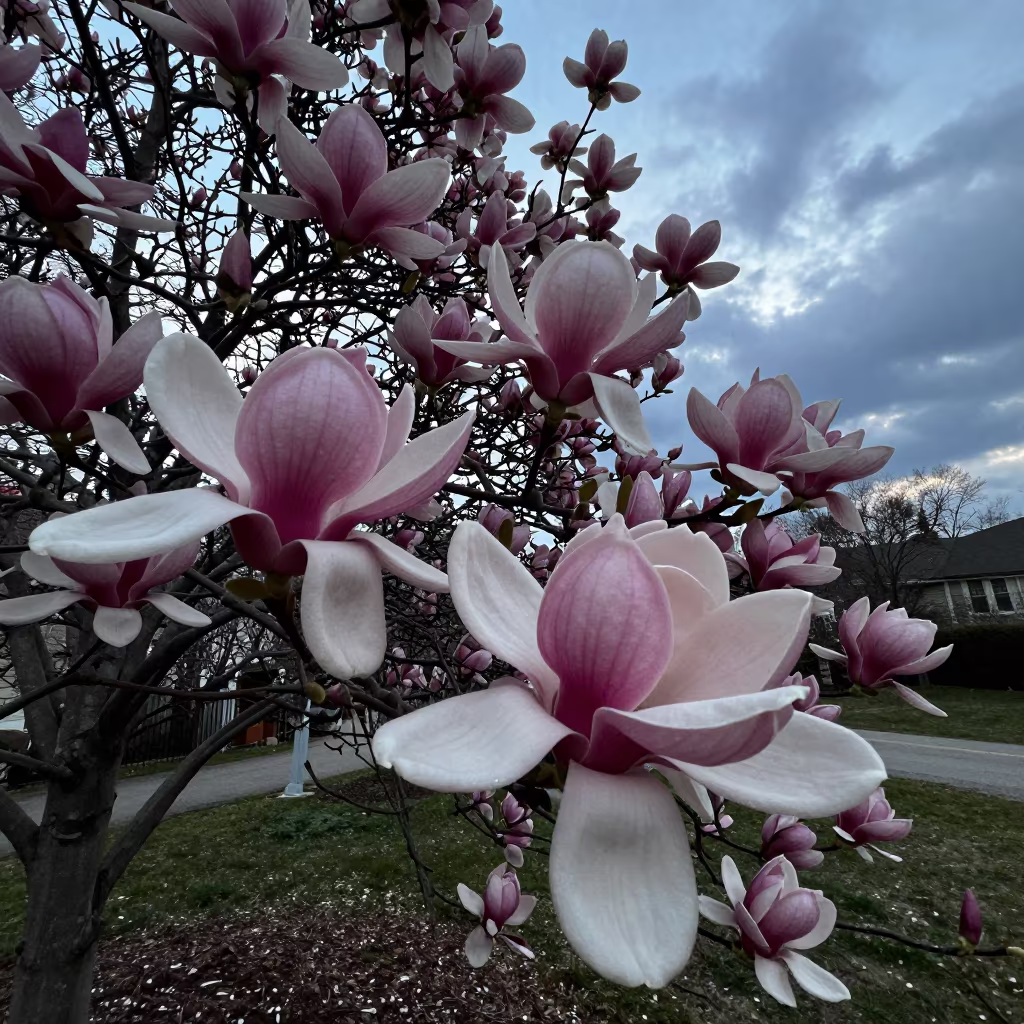Pink White Magnolia Blooms Blue Hour Tennessee in in Tennessee
