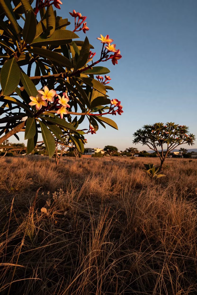 Pink and Yellow Frangipani Branch in Holon Meadow in in a bloom-heavy meadow near Holon