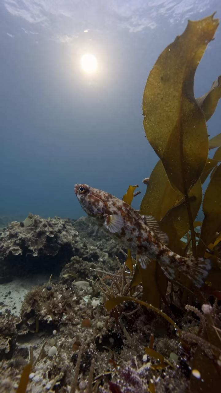 Pipefish Camouflaged in Senegalese Kelp Before Dawn in through kelp fronds beside a rocky shelf in Senegal