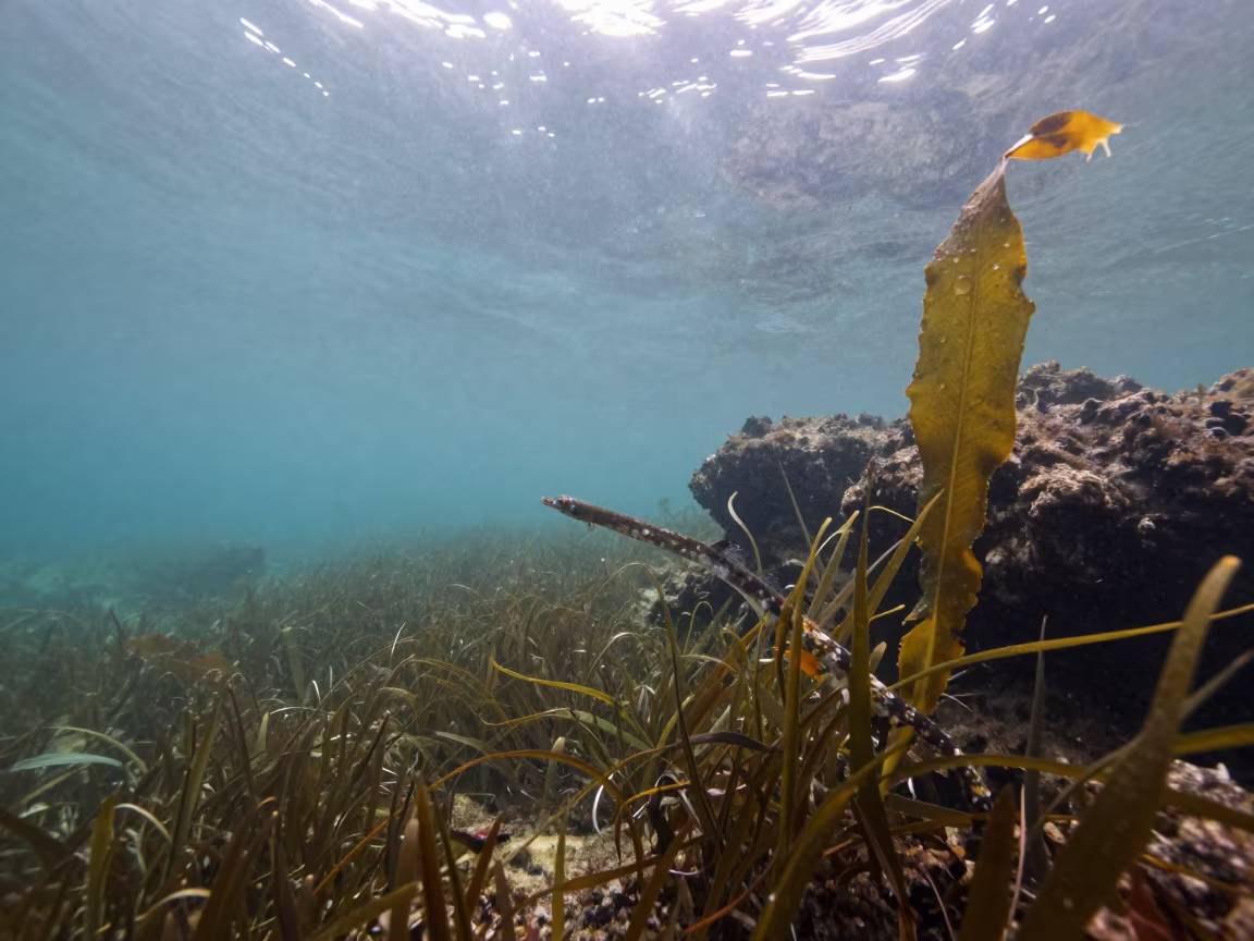 Pipefish Camouflaged in Kerala Seagrass Dawn in through kelp fronds beside a rocky shelf in Kerala
