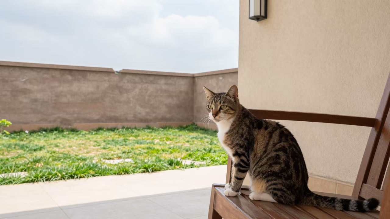 Pixiebob Cat on Shaded Porch in Rohtak Yard in in a small yard with clipped grass, calm light, and the animal centered in frame near Rohtak