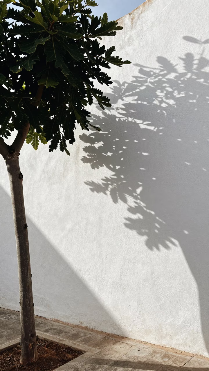Plaster Wall in Valencia at The Late Morning Light in in Valencia, Spain
