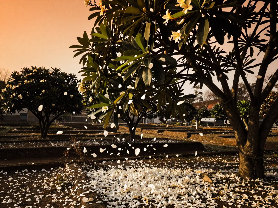 Plumeria Petals Falling in Golden Winter Light in among terraced garden plots near Changchun