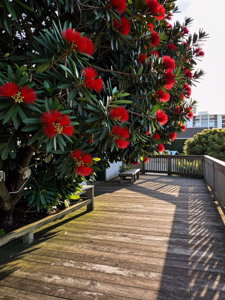 Pōhutukawa Branches in Auckland in in Auckland, New Zealand