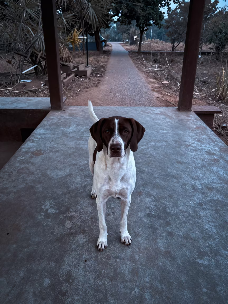 Pointer Dog on Shaded Porch in Pune Dawn in along a quiet park path with soft open shade and a clean background in Pune