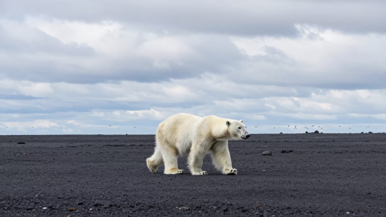 Polar Bear Crossing Austrian Volcanic Sand in in Austria