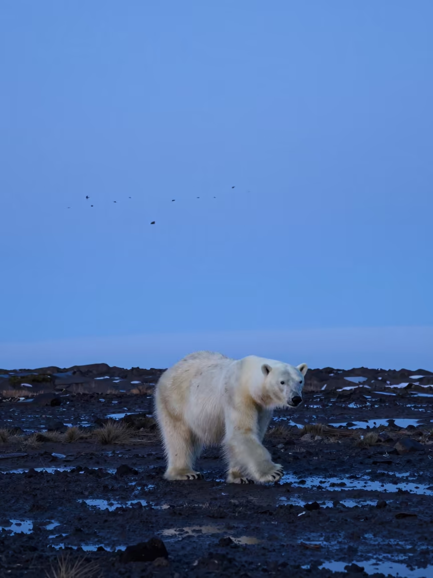 Polar Bear on Iceland Mud Flats Twilight in on a wind-scoured ridge in Iceland