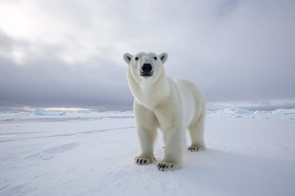 Polar Bear Patience on Arctic Sea Ice Noon in in Canada