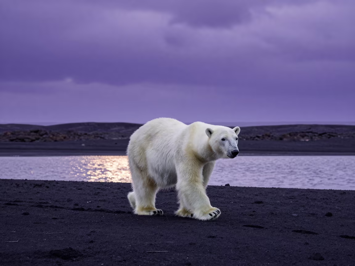Polar Bear Walking on Volcanic Sand in near Almaty