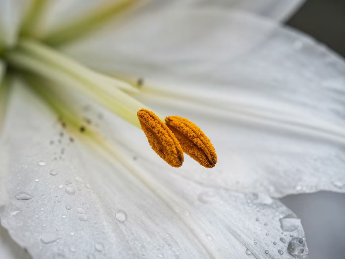 Pollen Grain on Lily Stamen Autumn Macro in across a rain-beaded metal surface near Changchun