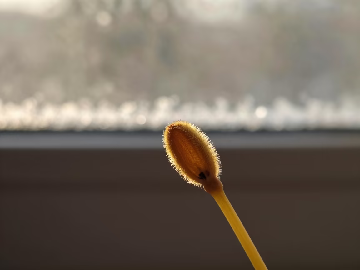 Pollen Grain on Pistil Near Frost Window Bondoukou in along a frost-edged windowpane in Bondoukou