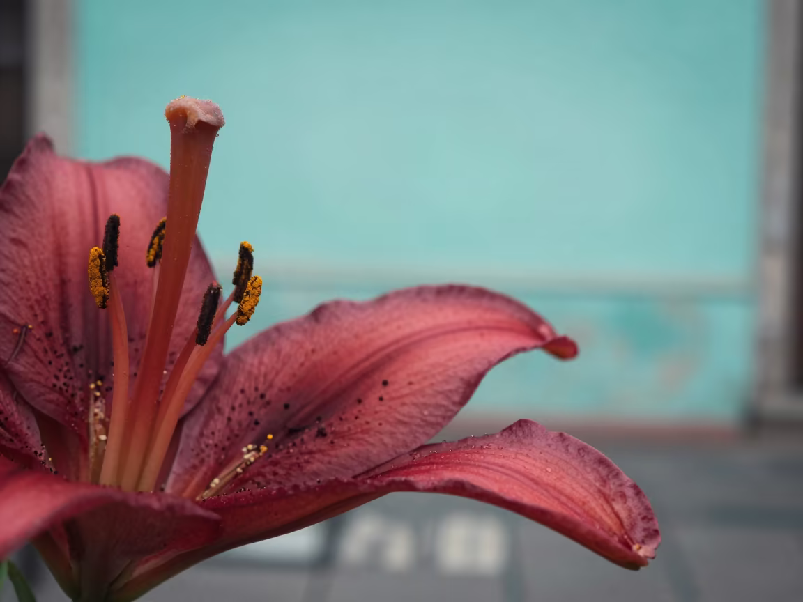 Pollen on Scarlet Lily Petal Against Turquoise Wall in against weathered turquoise paint in Roma, Mexico City