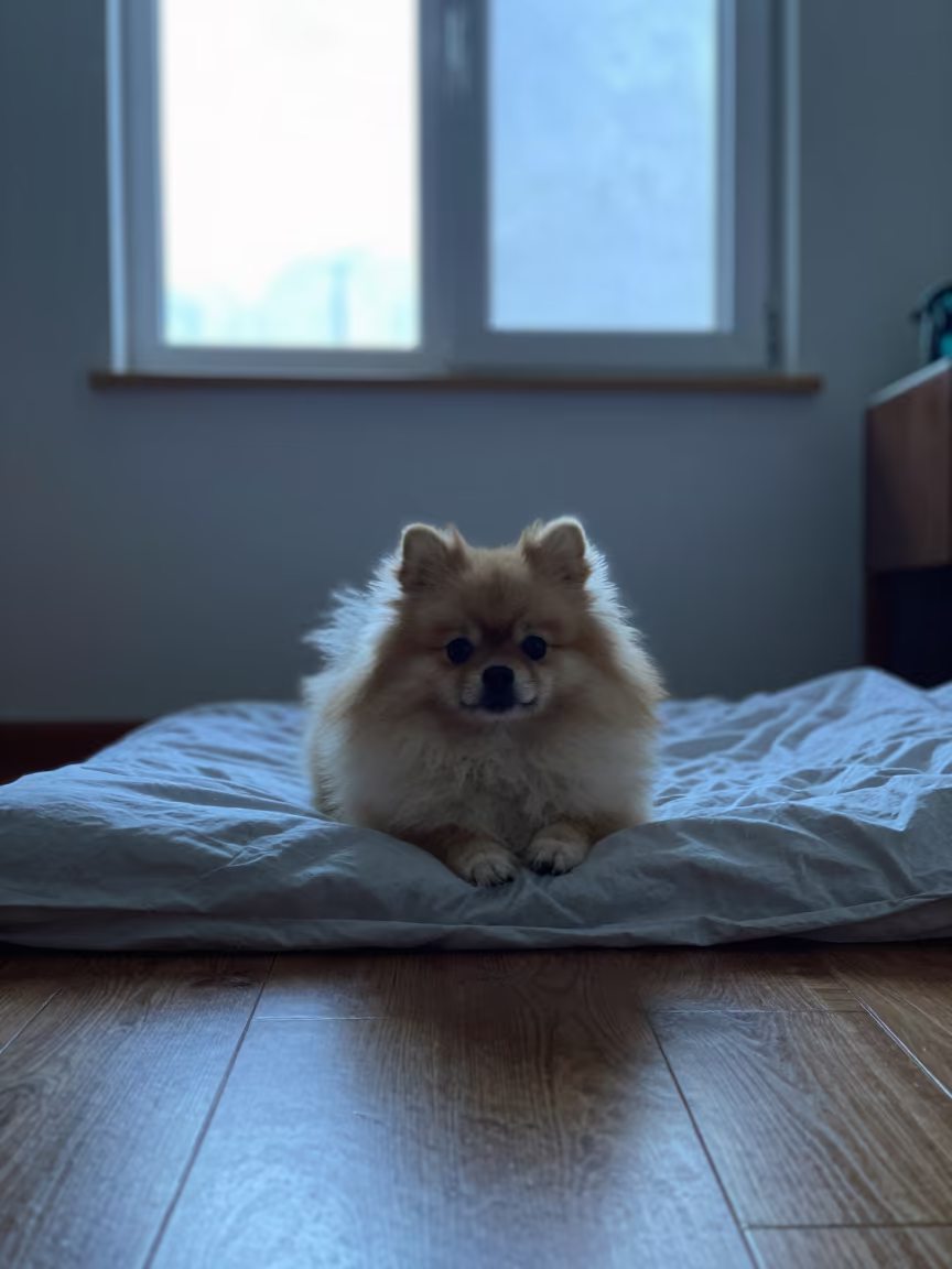 Pomeranian Resting on Bedspread Near Window in on a bedspread near a bright window with calm indoor light in Salvador