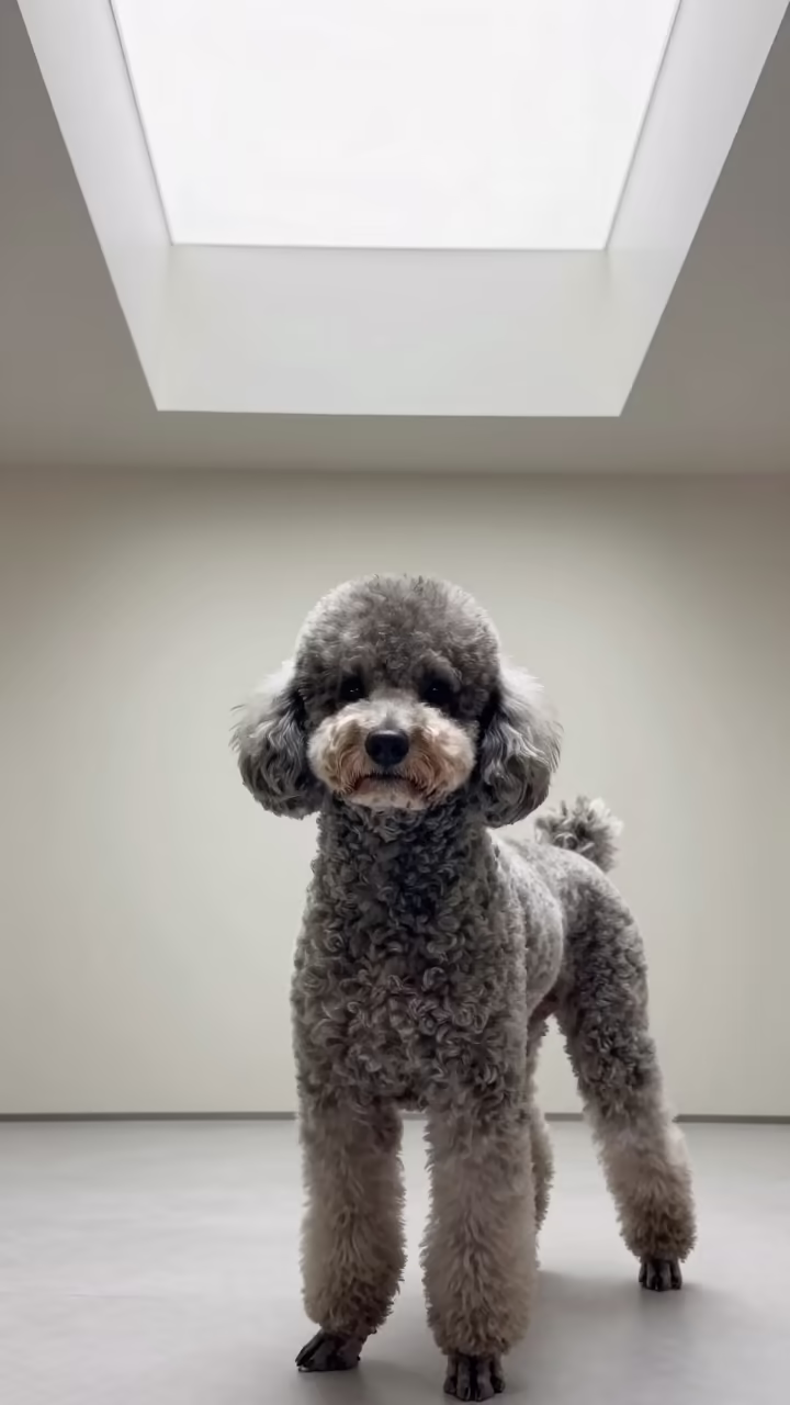 Poodle Portrait Beside Plaster Wall Guangzhou in beside a plain plaster wall in soft indoor light with the animal centered in frame near Shamian Island, Guangzhou