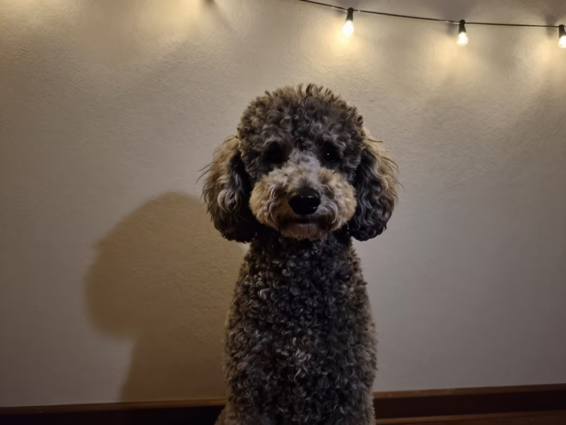 Poodle Portrait by Plaster Wall in Evening Light in beside a plain plaster wall in soft indoor light with the animal centered in frame near Adana