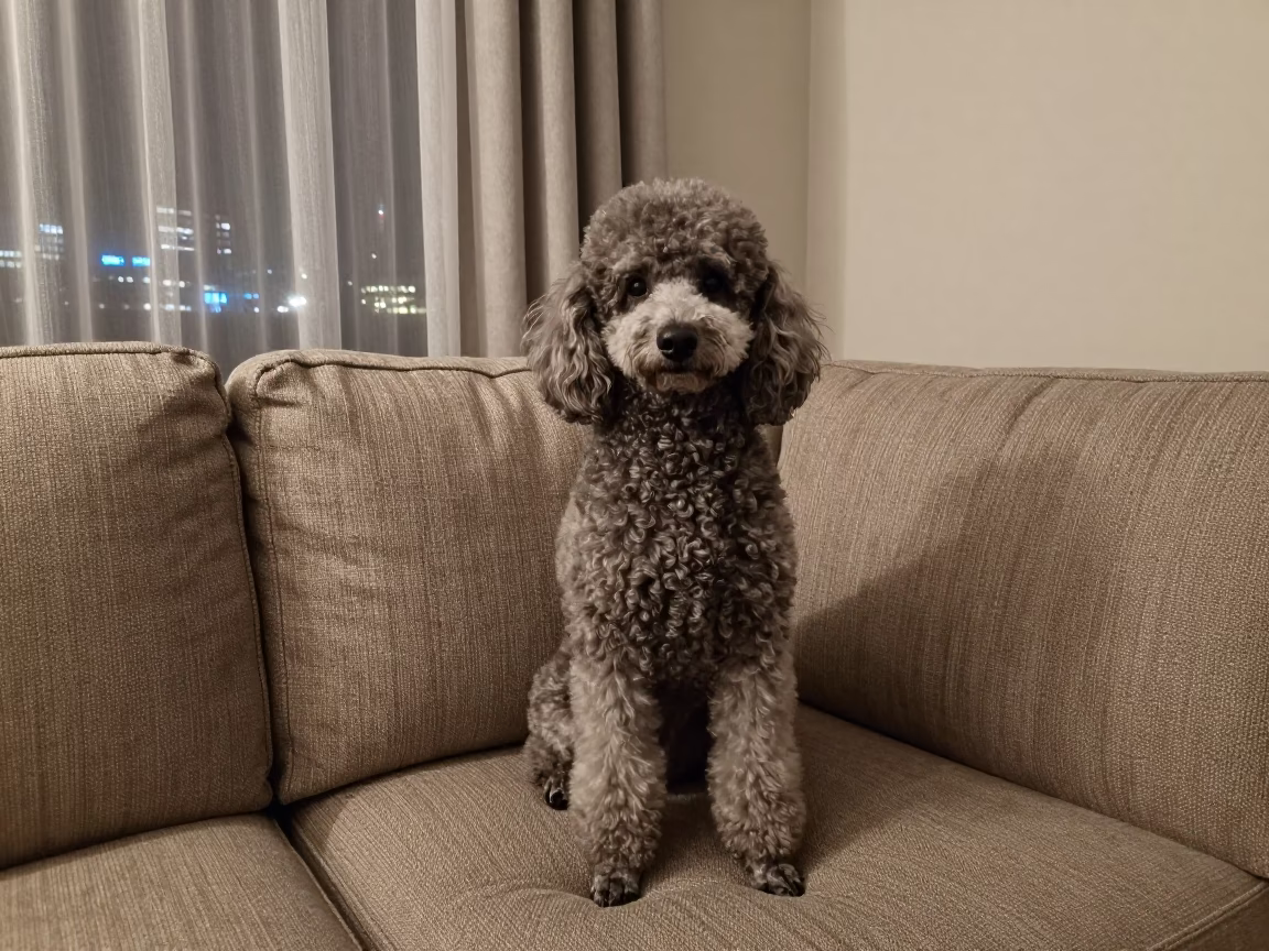 Poodle Portrait by Window with Soft Shadows in on a sofa near a curtained window with calm indoor light near Atlanta