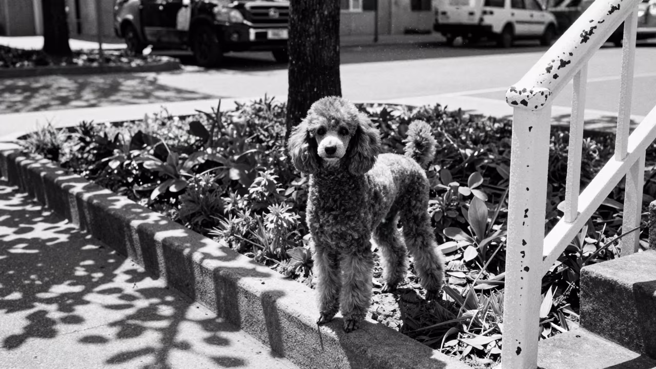 Poodle Portrait in Bat Yam Garden Morning Light in near a garden edge with soft morning light and an uncluttered background near Bat Yam