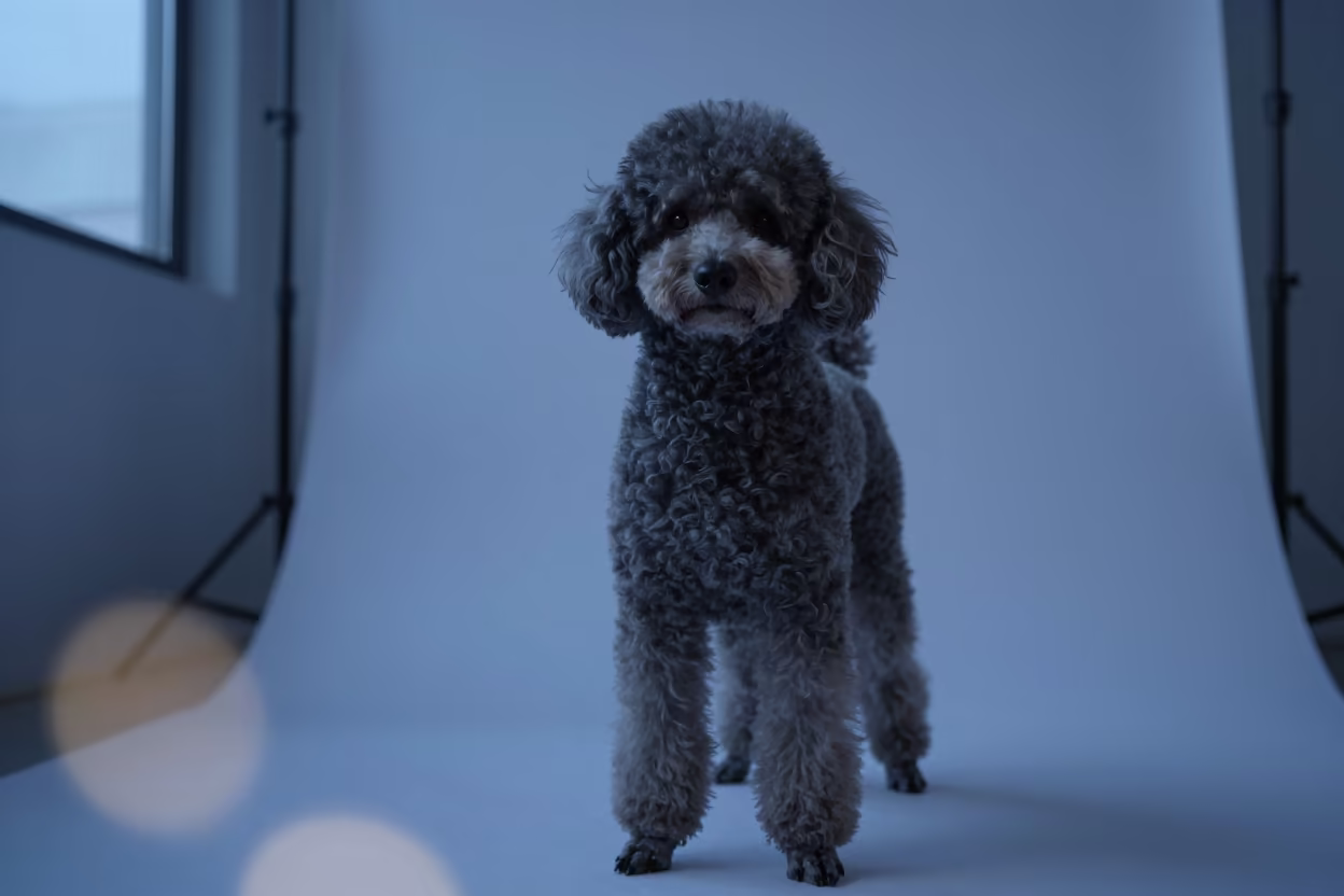 Poodle Portrait in Blue Evening Studio Light in in a quiet portrait studio with a plain backdrop and eye-level framing in Mira-Bhayandar