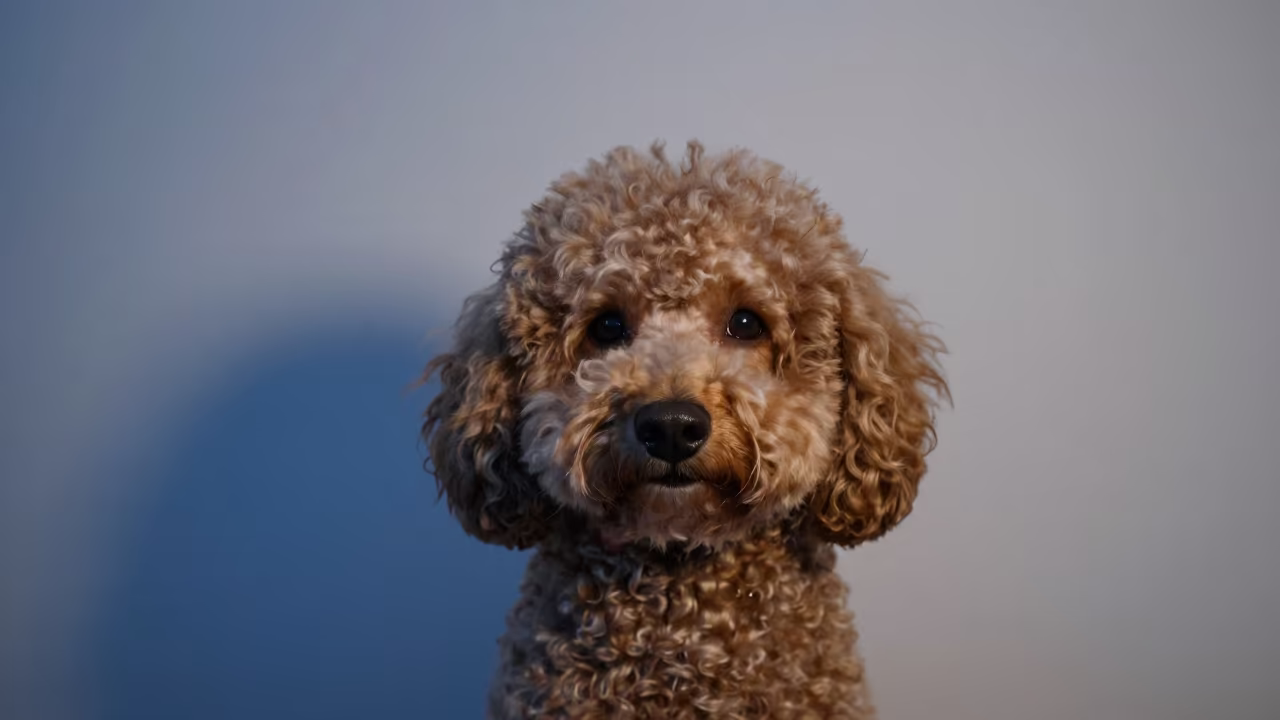 Poodle Portrait in Cool Blue Twilight Light in beside a plain plaster wall in soft indoor light with the animal centered in frame in Ludhiana