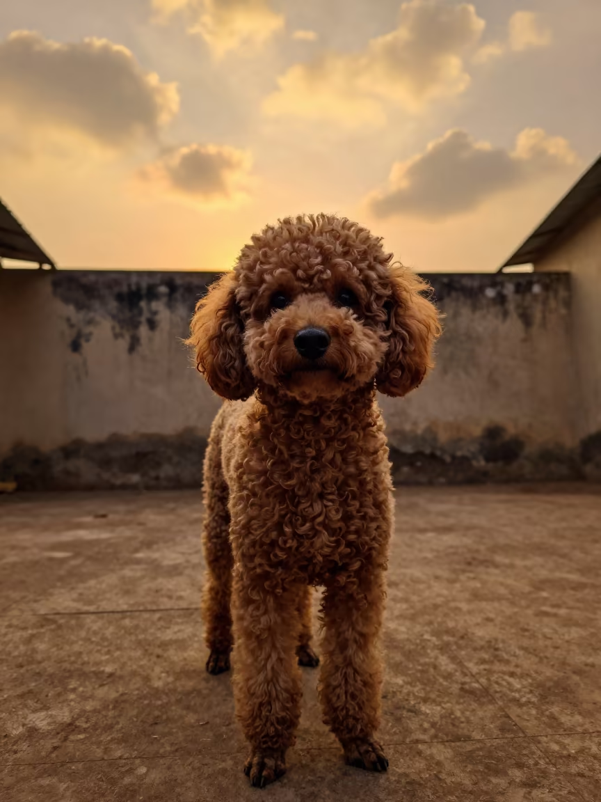 Poodle Portrait in Cotonou Courtyard at Sunset in beside a plain courtyard wall in clear daylight with the animal at eye level in Cotonou