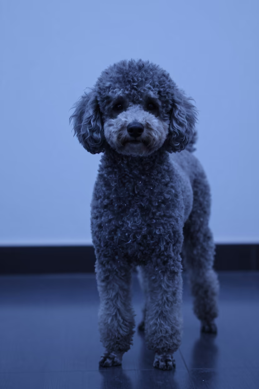Poodle Portrait in Indigo Twilight Studio Light in in a quiet portrait studio with a plain backdrop and eye-level framing in Maceio