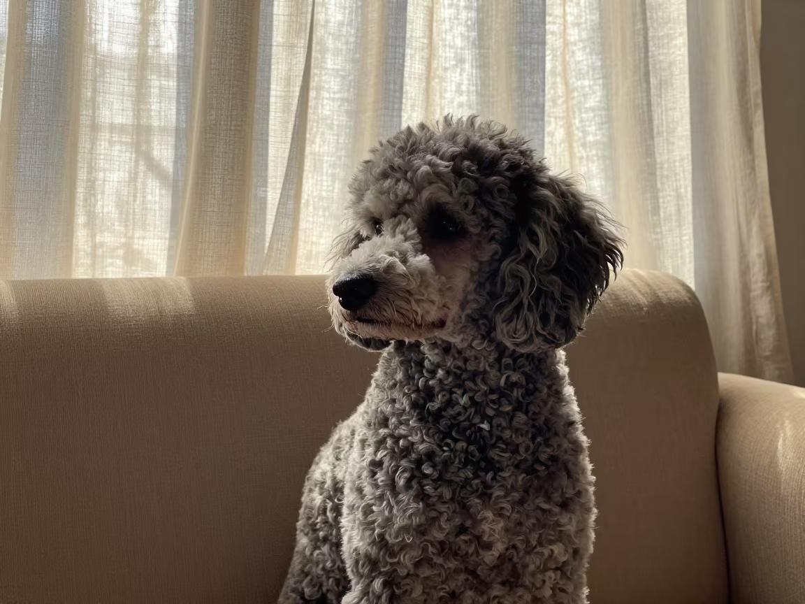 Poodle Portrait in Karachi Living Room in on a sofa near a curtained window with calm indoor light in Karachi