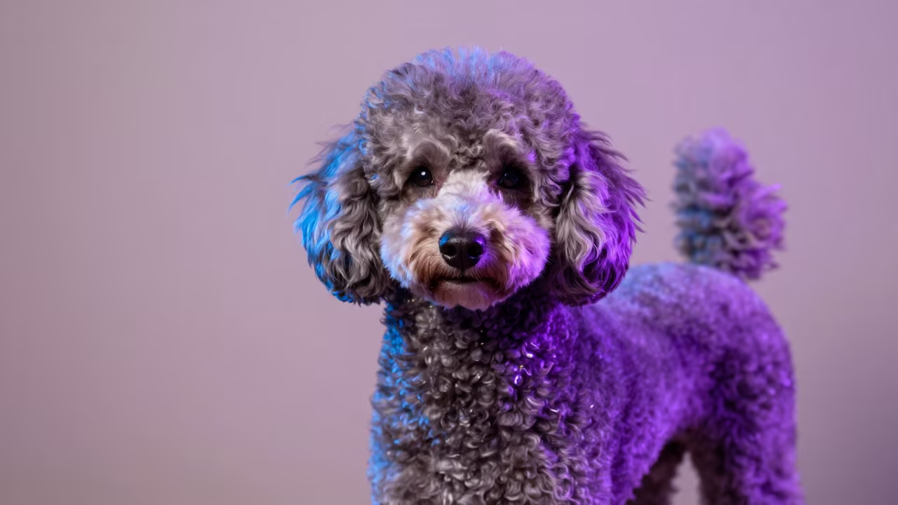 Poodle Portrait in Neon Light Beside Plaster Wall in beside a plain plaster wall in soft indoor light with the animal centered in frame near Raqqa