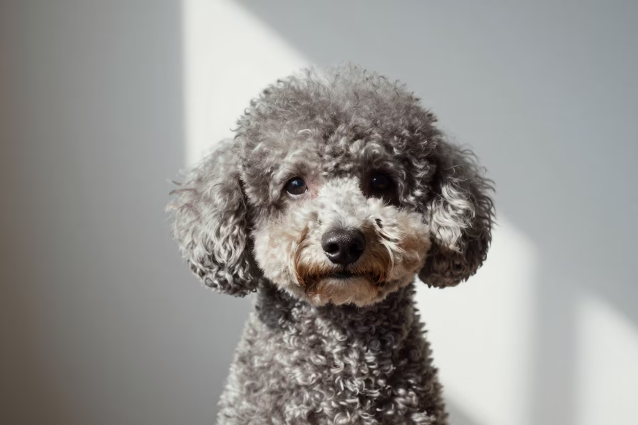 Poodle Portrait in Okinawa Studio Light in in a quiet portrait studio with a plain backdrop and eye-level framing in Okinawa