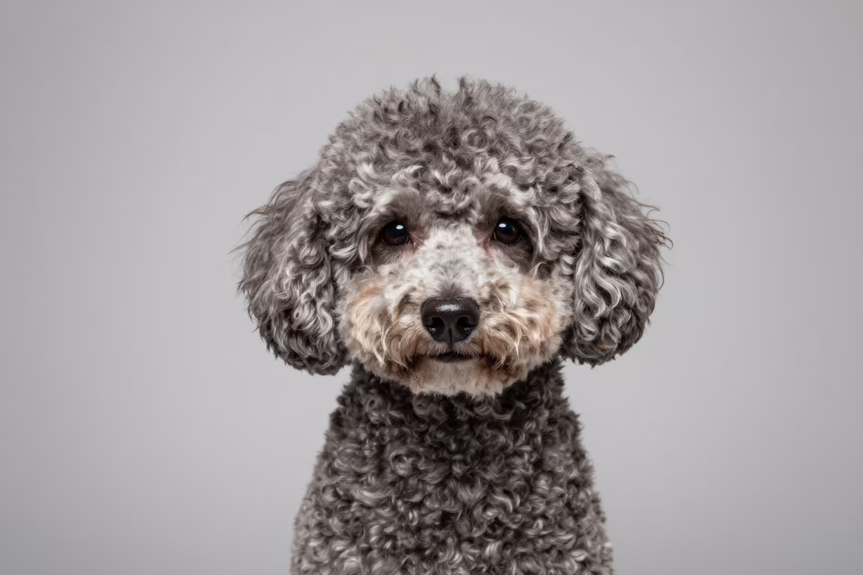 Poodle Portrait in San Cristobal Studio in in a quiet portrait studio with a plain backdrop and eye-level framing in San Cristobal de las Casas