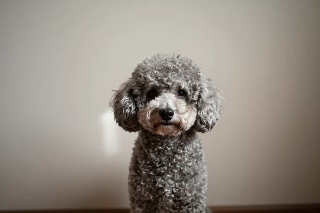 Poodle Portrait Near Taiyuan Plaster Wall in beside a plain plaster wall in soft indoor light with the animal centered in frame near Taiyuan